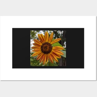 Orange and Yellow Sunflower Missing Petals Photographic Image Posters and Art